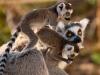 Ring Tailed Lemurs